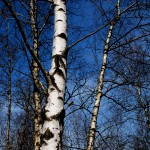 DSCF0958_n