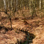 DSCF0977_n